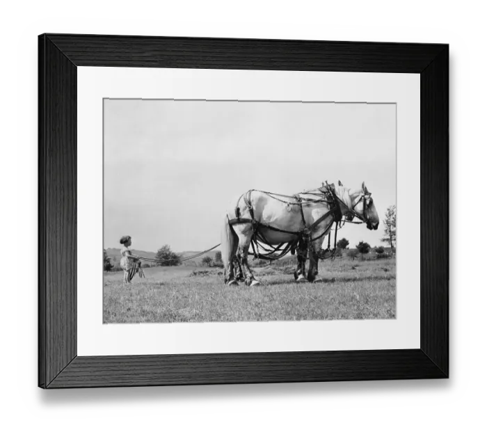 Framed Print : Young girl (6-7) leading workhorse Framed Print : Young girl (6-7) leading workhorse