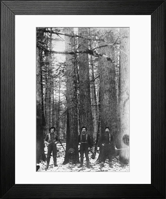 Framed Print : Three men posing in forest Framed Print : Three men posing in forest