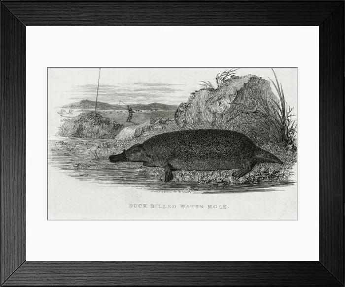Framed Print : Duck Billed Water Mole (Platypus) Framed Print : Duck Billed Water Mole (Platypus)