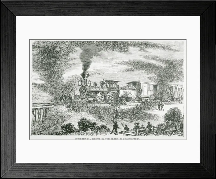 Framed Print : Hoard of Grasshoppers Flying Towards Train Framed Print : Hoard of Grasshoppers Flying Towards Train