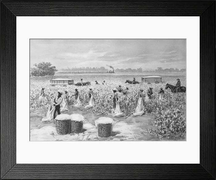 Framed Print : African-Americans Picking Cotton Framed Print : African-Americans Picking Cotton