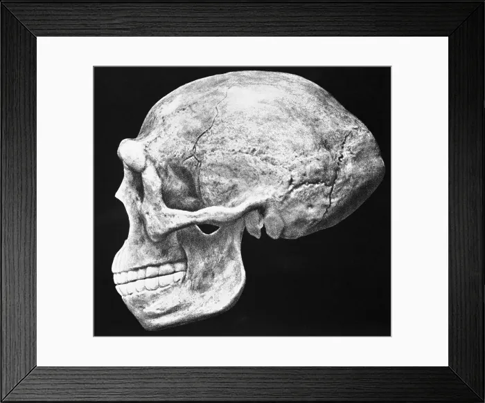 Framed Print : Reconstructed Skull of Prehistoric Man Framed Print : Reconstructed Skull of Prehistoric Man