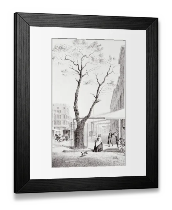 Framed Print : Pear Tree with Fence Around Base Framed Print : Pear Tree with Fence Around Base