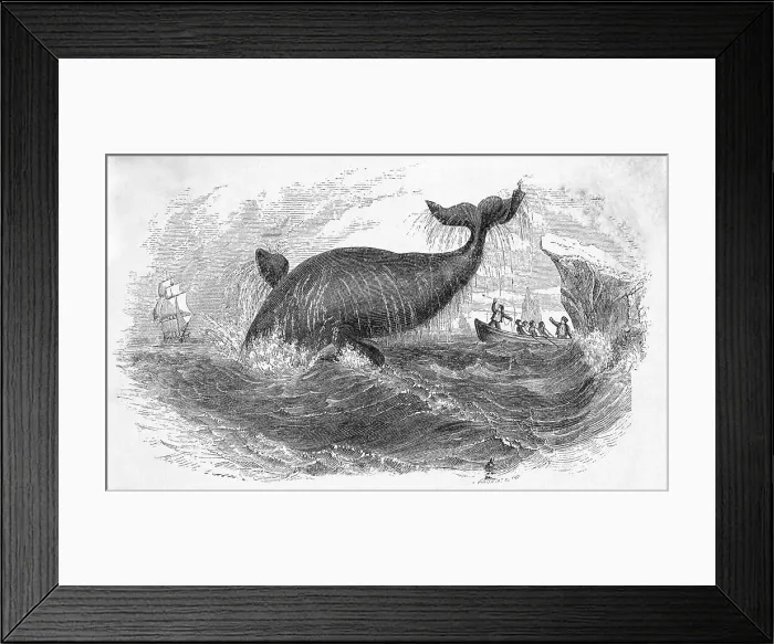 Framed Print : Whale Breeching Framed Print : Whale Breeching