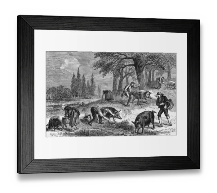 Framed Print : Truffle-Gathering in France Framed Print : Truffle-Gathering in France