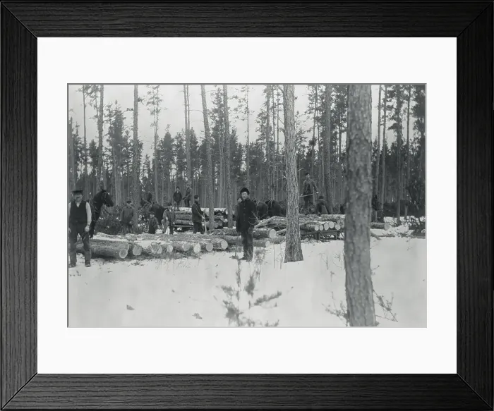 Framed Print : Loggers Removing Large Tree from Forest Framed Print : Loggers Removing Large Tree from Forest
