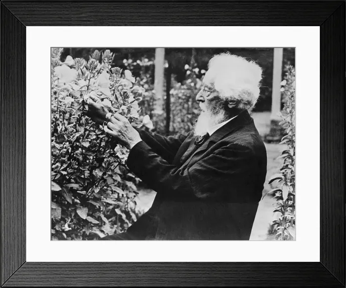 Framed Print : Hugo de Vries in His Garden Framed Print : Hugo de Vries in His Garden