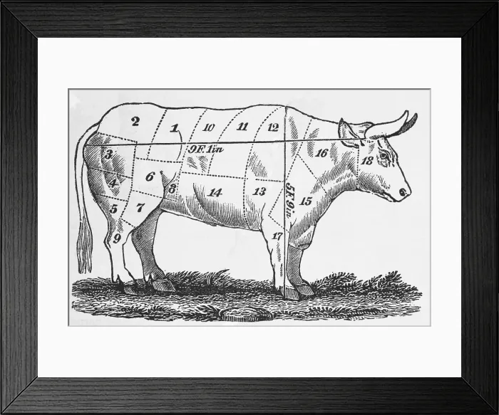 Framed Print : Diagrammed Depiction of a Cow to be Slaughtered for Food Framed Print : Diagrammed Depiction of a Cow to be Slaughtered for Food