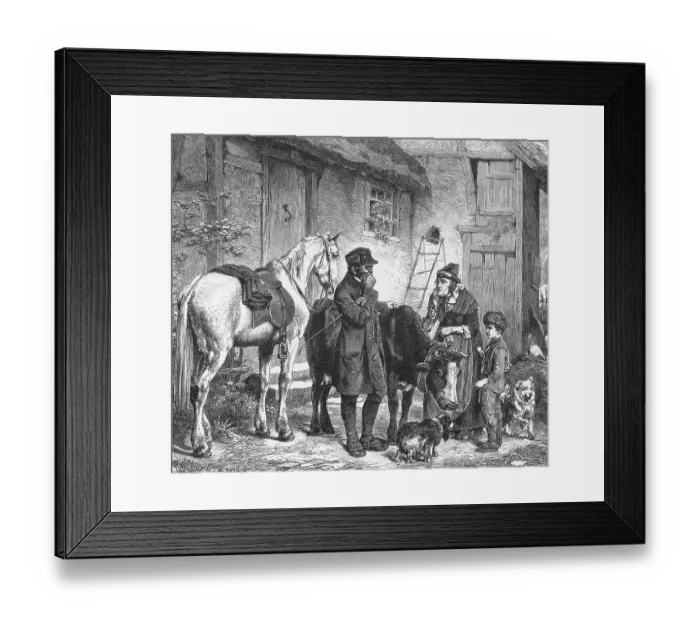 Framed Print : Veterinarian Inspecting Sick Cattle Framed Print : Veterinarian Inspecting Sick Cattle
