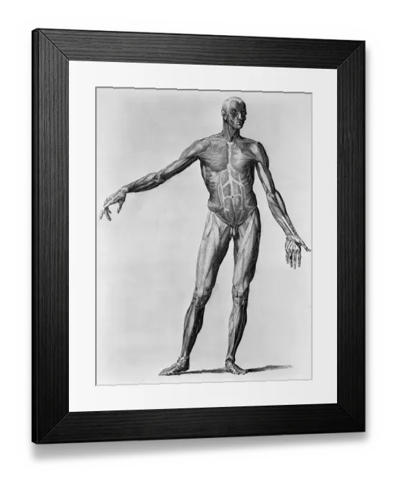 Framed Print : Anatomical Engraving of a Man Framed Print : Anatomical Engraving of a Man