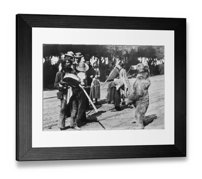 Framed Print : Gypsy's Play Music While Bear Dances Framed Print : Gypsy's Play Music While Bear Dances