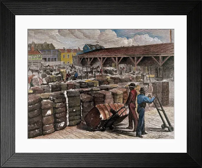 Framed Print : Hand-Colored Engraving of Stevedores Loading Cotton Bales Framed Print : Hand-Colored Engraving of Stevedores Loading Cotton Bales