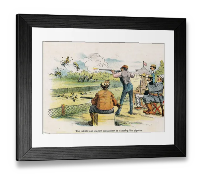 Framed Print : Shooting Captive Pigeons for Sport Framed Print : Shooting Captive Pigeons for Sport