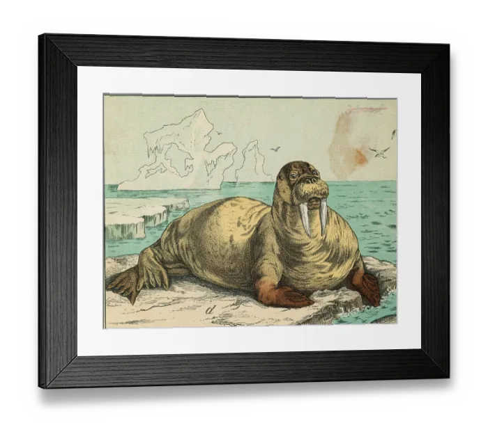 Framed Print : Tusked Walrus Basking on Ice