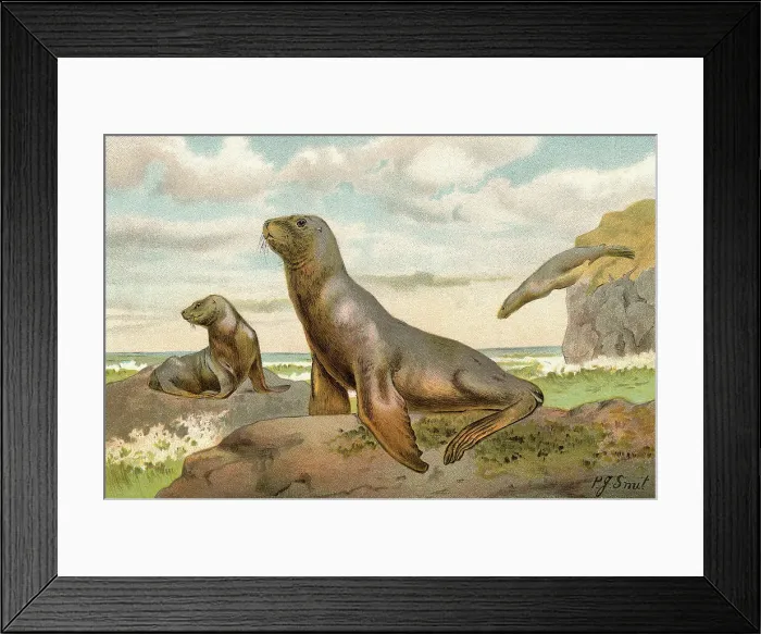 Framed Print : Sea Lions Playing on Shore Framed Print : Sea Lions Playing on Shore