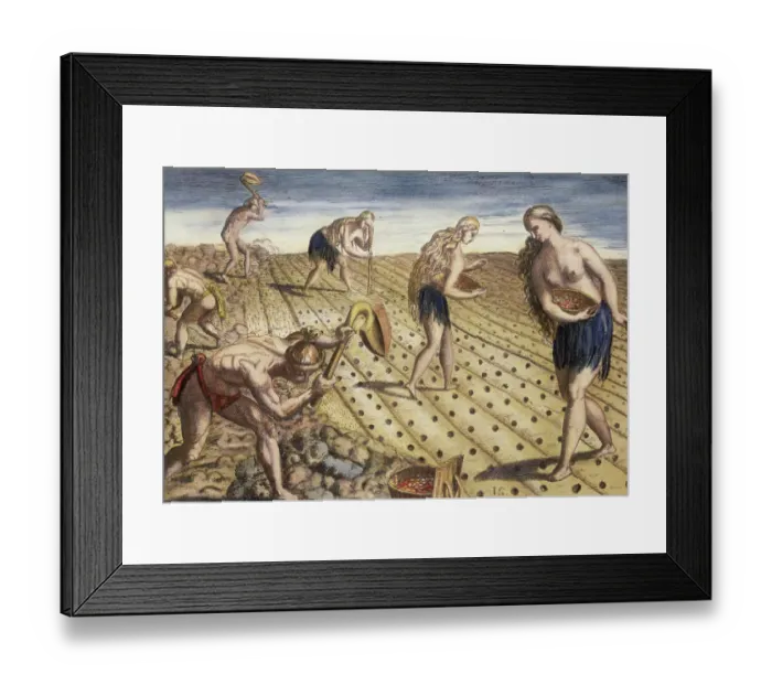 Framed Print : How They Plant and Till the Soil by Theodore de Bry after Jacques Le Moyne Framed Print : How They Plant and Till the Soil by Theodore de Bry after Jacques Le Moyne