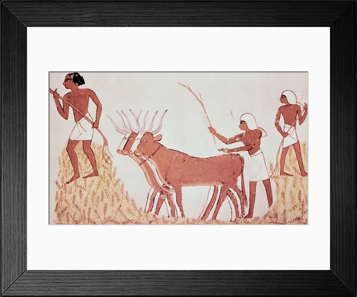 Framed Print : Egyptian Drawing of Workers with Oxen Framed Print : Egyptian Drawing of Workers with Oxen
