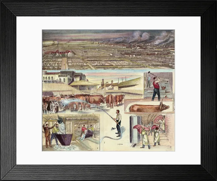 Framed Print : Different Stages of Cattle Industry Framed Print : Different Stages of Cattle Industry