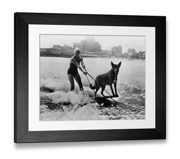 Framed Print : Woman water skiing with her dog Framed Print : Woman water skiing with her dog