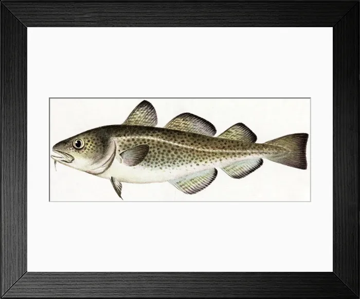Framed Print : Cod Fish. (Original Caption). Cod (Gadus Morrhua Linnaeus) Framed Print : Cod Fish. (Original Caption). Cod (Gadus Morrhua Linnaeus)