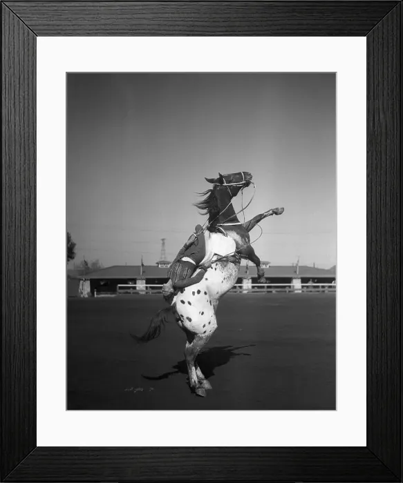 Framed Print : Cowboy on rearing horse