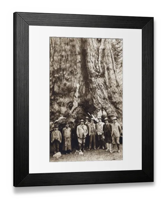 Framed Print : Theodore Roosevelt In Front Of Redwood Framed Print : Theodore Roosevelt In Front Of Redwood