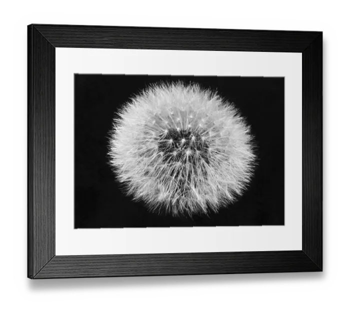Framed Print : Dandelion Going to Seed