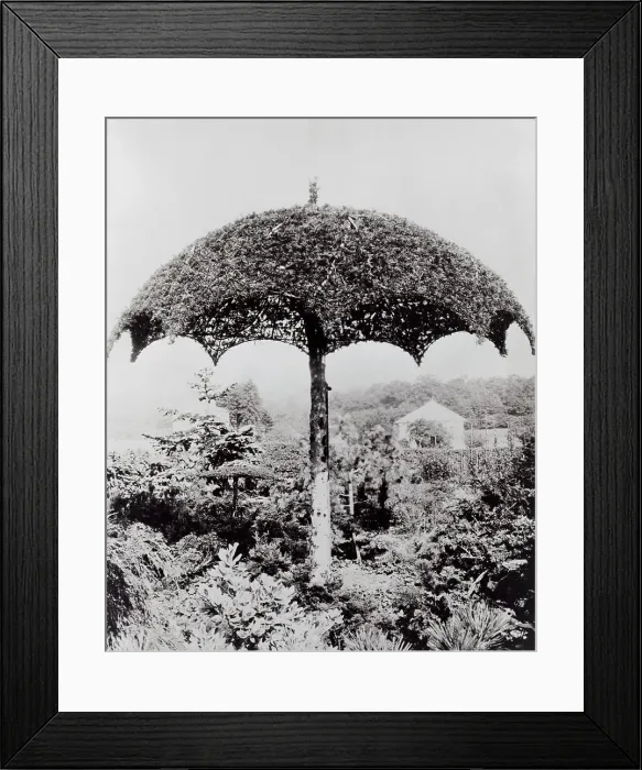 Framed Print : Umbrella Shaped Tree From Garden Framed Print : Umbrella Shaped Tree From Garden