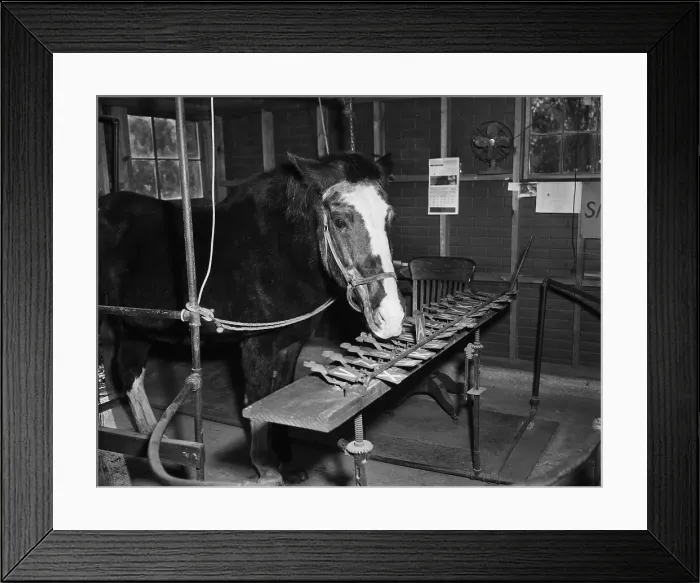 Framed Print : Lady Wonder The Talking Horse Framed Print : Lady Wonder The Talking Horse