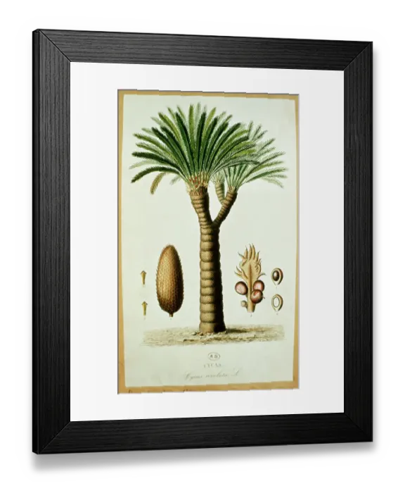 Framed Print : Title: Cycas revoluta, Palm Tree. 12. 40 Framed Print : Title: Cycas revoluta, Palm Tree. 12. 40