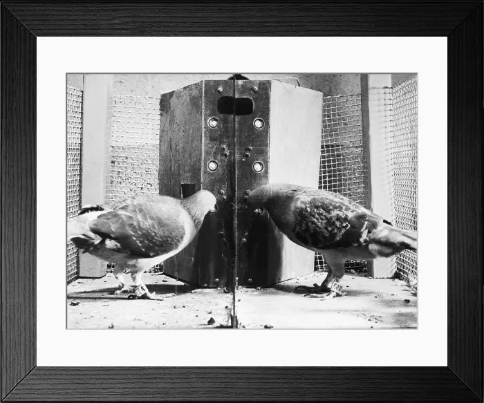 Framed Print : Pigeons in Operant Conditioning Test Framed Print : Pigeons in Operant Conditioning Test