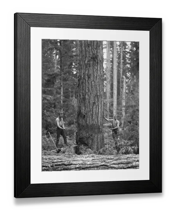 Framed Print : Lumberjacks Standing By Tree Framed Print : Lumberjacks Standing By Tree