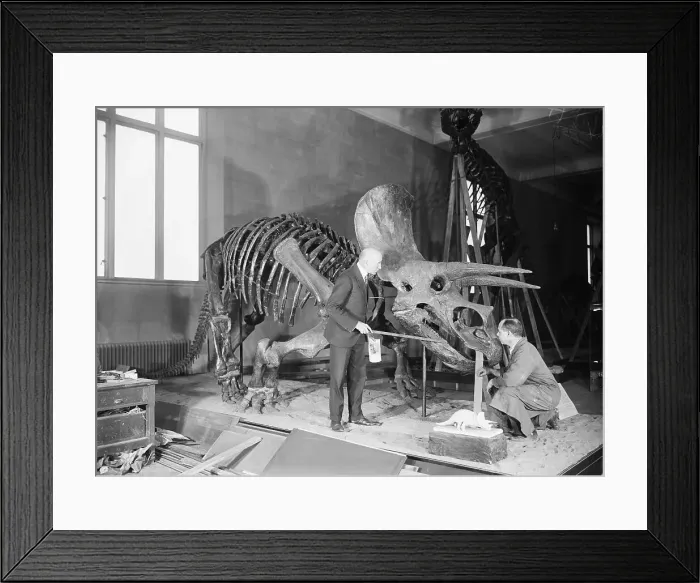 Framed Print : Barnum Brown, Charles Lang / Dino Skeleton Framed Print : Barnum Brown, Charles Lang / Dino Skeleton
