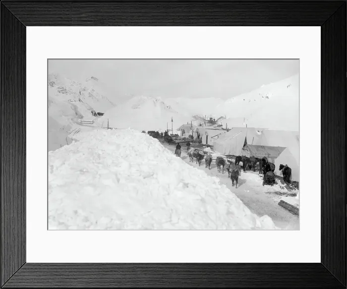 Framed Print : Mules and Tents at White Pass Summit