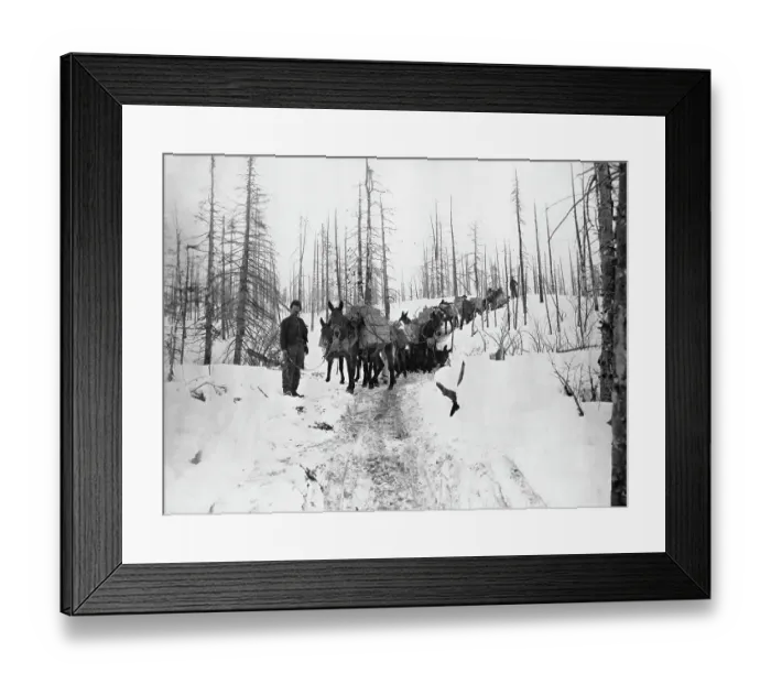 Framed Print : Gold Miners with Mule Packs in Klondike Framed Print : Gold Miners with Mule Packs in Klondike