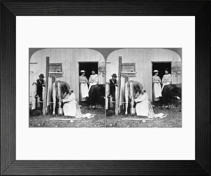 Framed Print : City Visitors Wait for Farm Fresh Milk Framed Print : City Visitors Wait for Farm Fresh Milk
