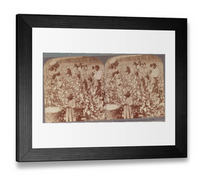Framed Print : African Americans at Work in Cotton Field Framed Print : African Americans at Work in Cotton Field