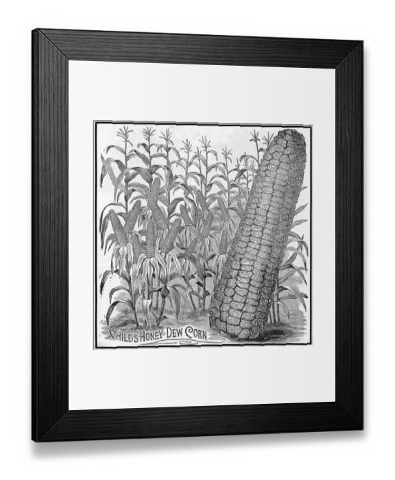 Framed Print : Childs Honey Dew Corn Advertisement Framed Print : Childs Honey Dew Corn Advertisement