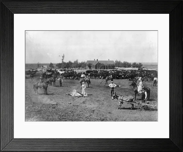 Framed Print : Women Branding Cattle Framed Print : Women Branding Cattle