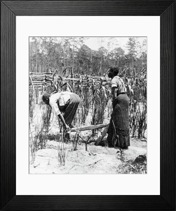 Framed Print : Ploughing Corn with No Animal Framed Print : Ploughing Corn with No Animal