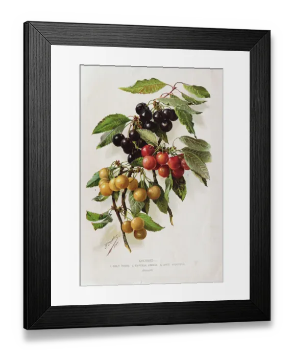 Framed Print : Different Varieties of Cherries Framed Print : Different Varieties of Cherries