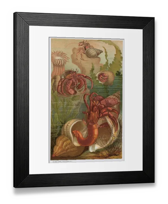 Framed Print : Hermit Crabs Framed Print : Hermit Crabs