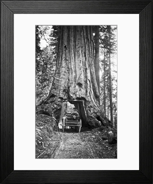 Framed Print : Carriage Driving Through Redwood Framed Print : Carriage Driving Through Redwood