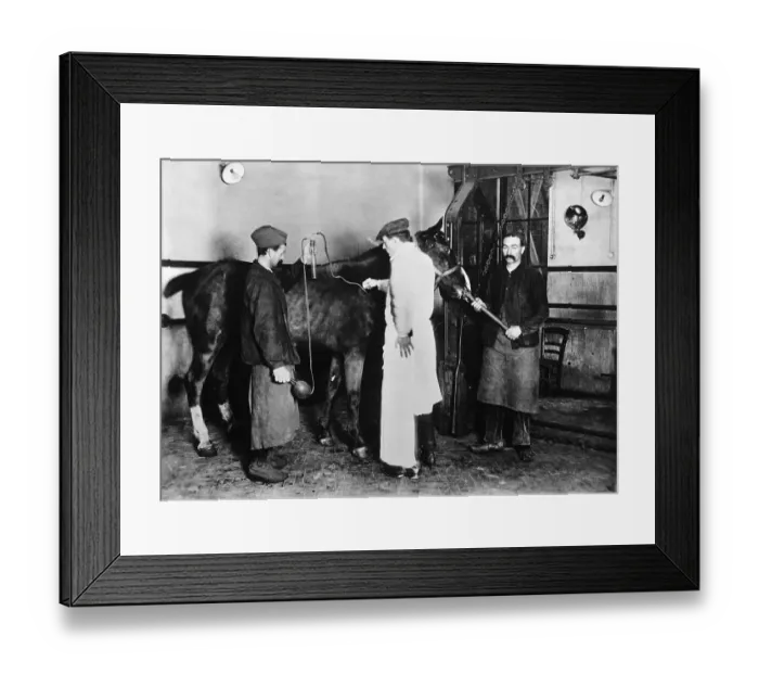 Framed Print : Men Inoculating Horse Framed Print : Men Inoculating Horse