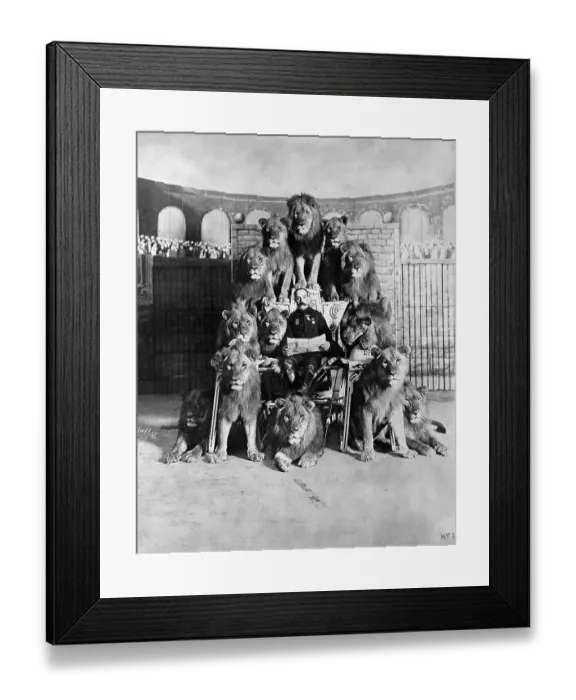 Framed Print : Lion Tamer Surrounded By His Lions Framed Print : Lion Tamer Surrounded By His Lions