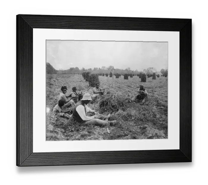 Framed Print : Freed Slaves Harvesting Peanuts Framed Print : Freed Slaves Harvesting Peanuts