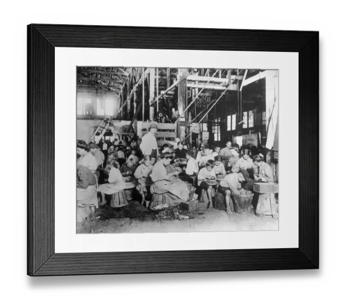 Framed Print : String Beans Being Processed by Hand Framed Print : String Beans Being Processed by Hand
