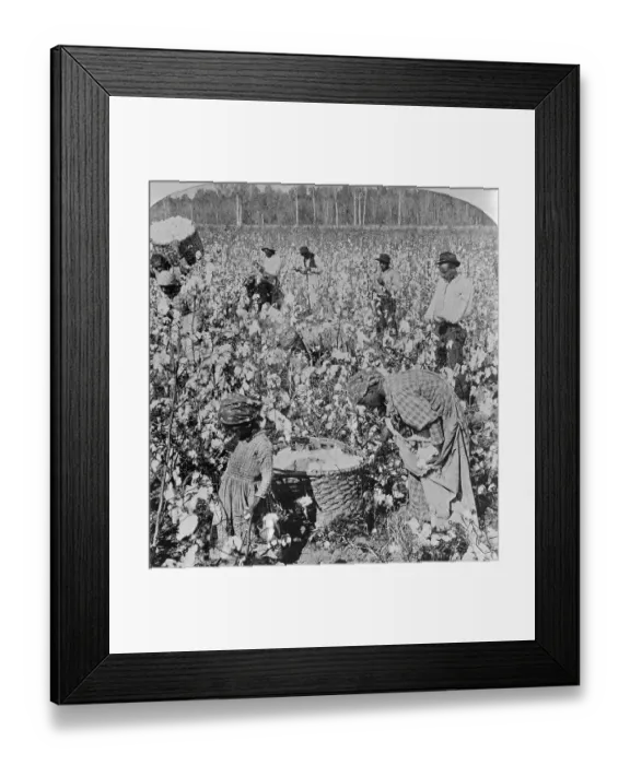 Framed Print : Cotton Pickers