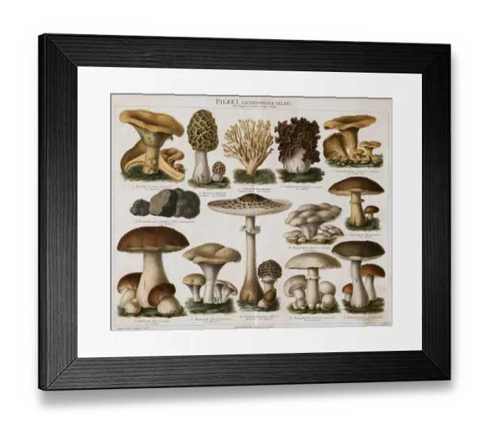 Framed Print : Different Types of Edible Mushrooms Framed Print : Different Types of Edible Mushrooms