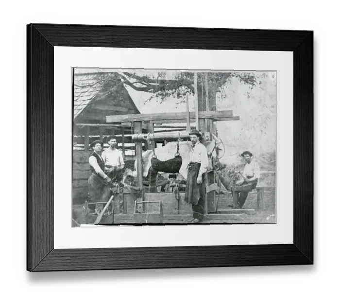 Framed Print : Men Shoeing a Mule Framed Print : Men Shoeing a Mule